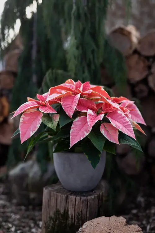 Light Edged Pink Poinsettia image