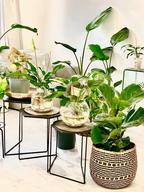 Make a Lush Indoor Garden at Home Elevate