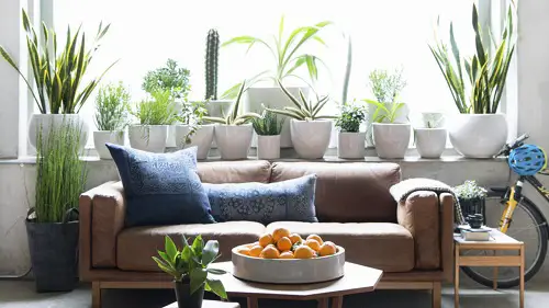 Succulents in White Pots