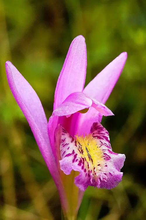 top best Rare and Unique Orchids Around the World