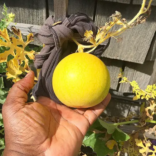Different Types of Watermelons You Can Grow in garden