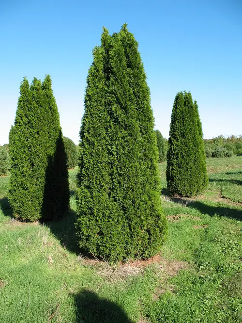 Different Types of Arborvitae Varieties in yard