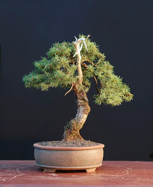 The Perfect Norway Spruce Bonsai image