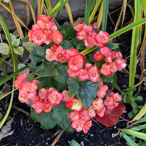 top best Gorgeous Images of Pink Begonias to Motivate You to Grow the Plant!