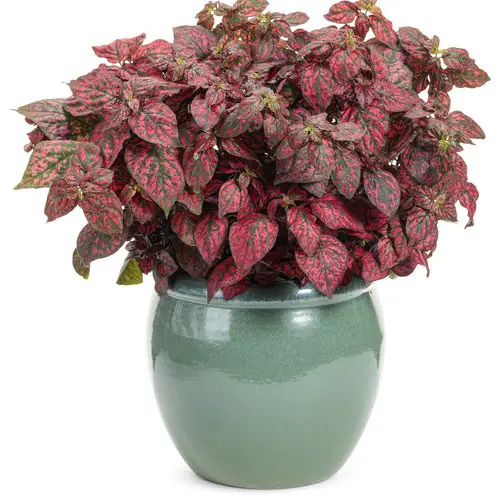 top best Polka Dot Print Houseplants 4