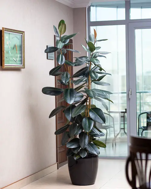 Low-Light Houseplants
