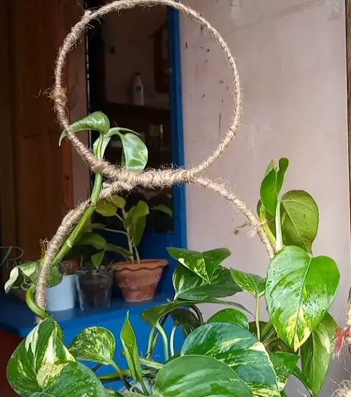 Dual Ring stake