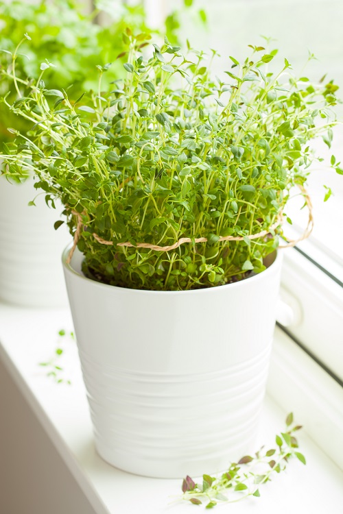 16 Best Herbs for Windowsill Gardening 4