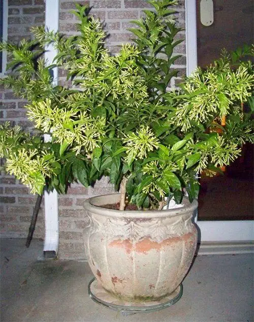 Flowers that Bloom at Night 10