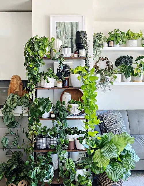 Dedicate a Corner for lush garden