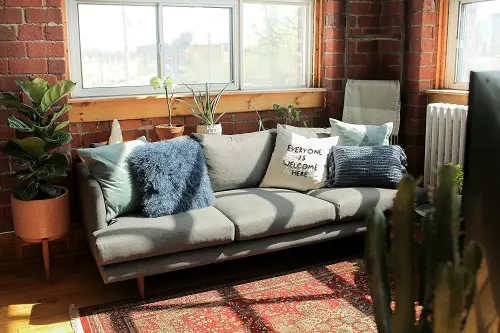 Fiddle Leaf Fig and Succulent Pots
