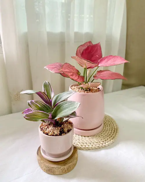Amazing Best Winter Houseplants