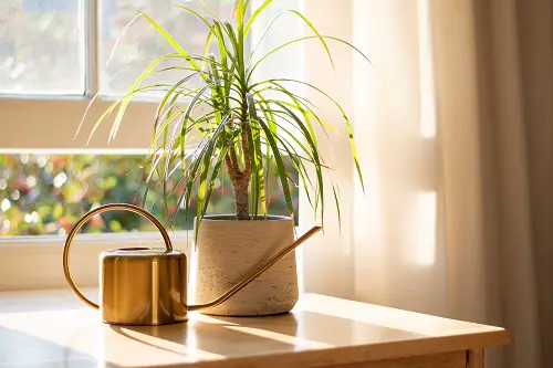 best Low-Light Houseplants