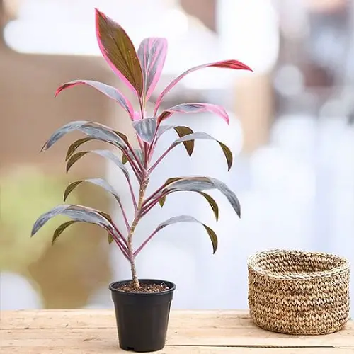 beautiful Plants that Attract Money and Bring Fortune to Home