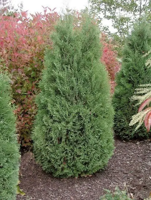 beautiful Different Types of Arborvitae Varieties for Privacy