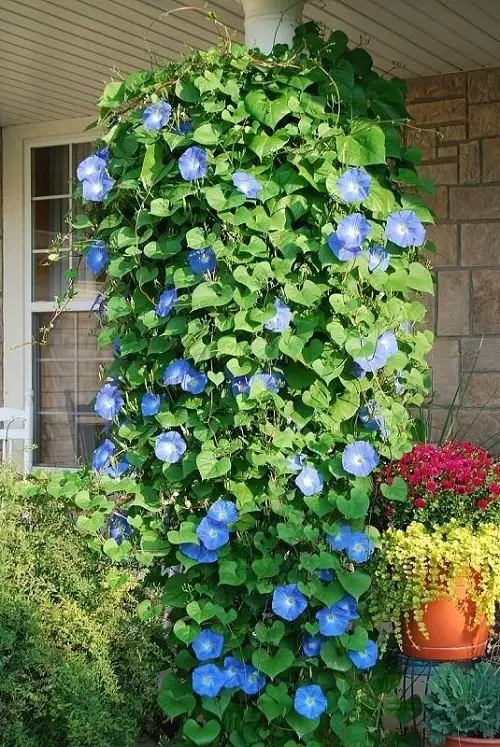 top best Blooming Perennial Flowers in the Spring 