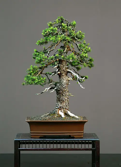 Norway Spruce Bonsai Exhibit