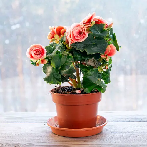 Beautiful Pink Begonia Pictures