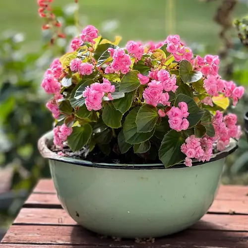 lovely Gorgeous Images of Pink Begonias to Motivate You to Grow the Plant!