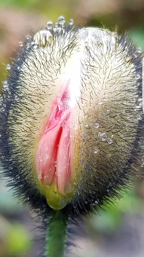 Adult Plants That Seem to Be Straight Out of the Pornographic
