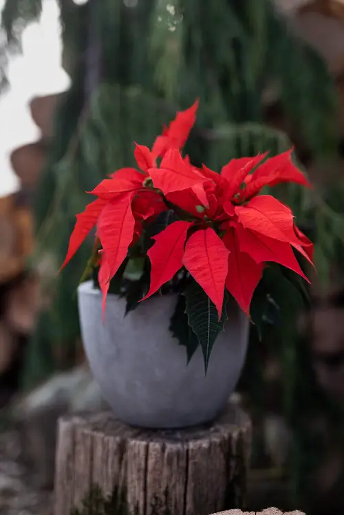 All Red Poinsettia picture