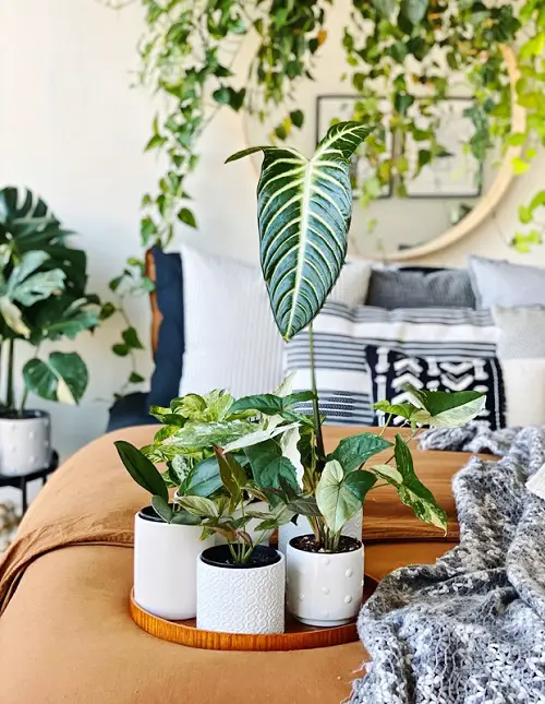 Keep Small Pots on a Circular Dish for a Mini Oasis