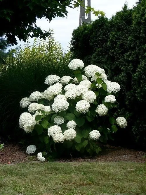Annabelle Flowers Pictures in yard