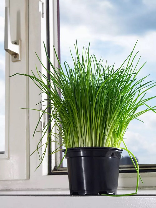 16 Best Herbs for Windowsill Gardening 5