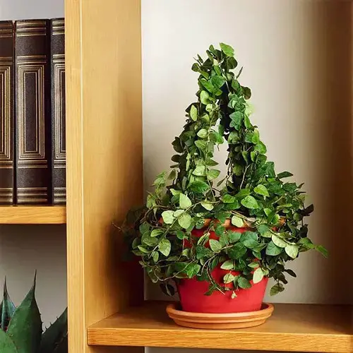  Low-Light Houseplants type
