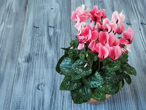 Winter Houseplants