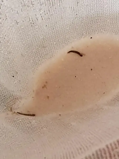 How to Kill Drain Gnats