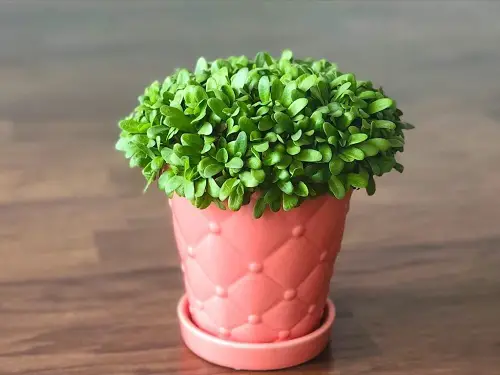 Best Herbs that Attract Money 9