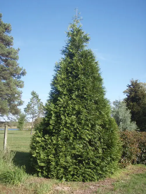 top Different Types of Arborvitae Varieties