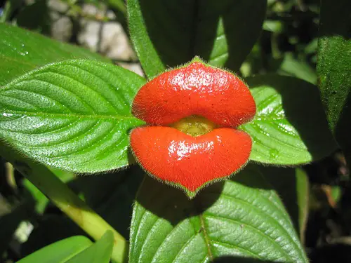 Adult Plants That Seem to Be Taken Straight Out of the Pornography World

