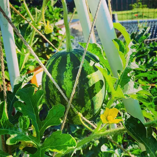 Different Types of Watermelons You Can Grow