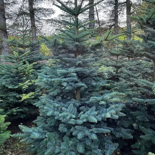 The Best Christmas Plants to Plant Outside