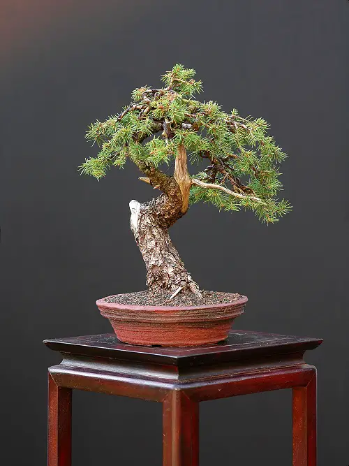 Norway Spruce Bonsai in Clay Pot