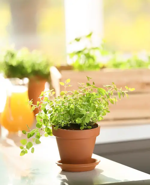 Best Herbs for Protection 8