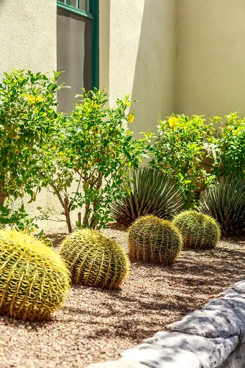 Side Yard Desert Landscaping Barrel Cacti and Plants