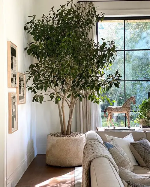 Tall Plants for Living Room Corner Ideas 