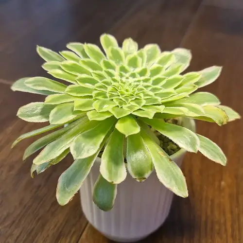 top Best Variegated Succulents
