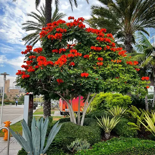 best Different Kinds of Flame Trees