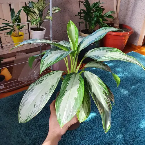 best Stunning Indoor Plants with Green and White Leaves