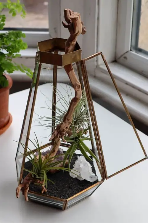 Copper and Glass Terrarium with Air Plant