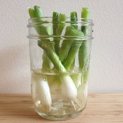 lovely Kitchen Plants that Grow in Water