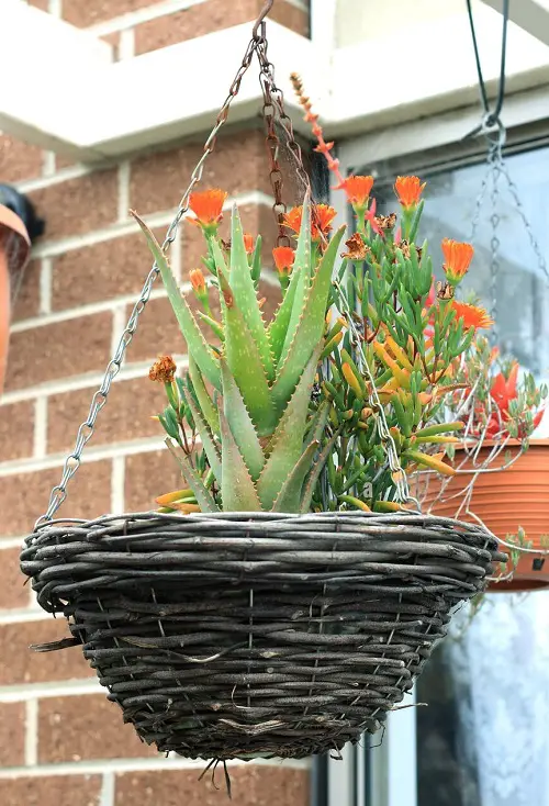 Hanging Basket Plants Are Hard to Kill When Grown Indoors