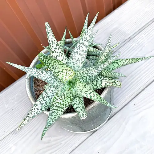 Pretty Indoor Plants with White and Green Leaves