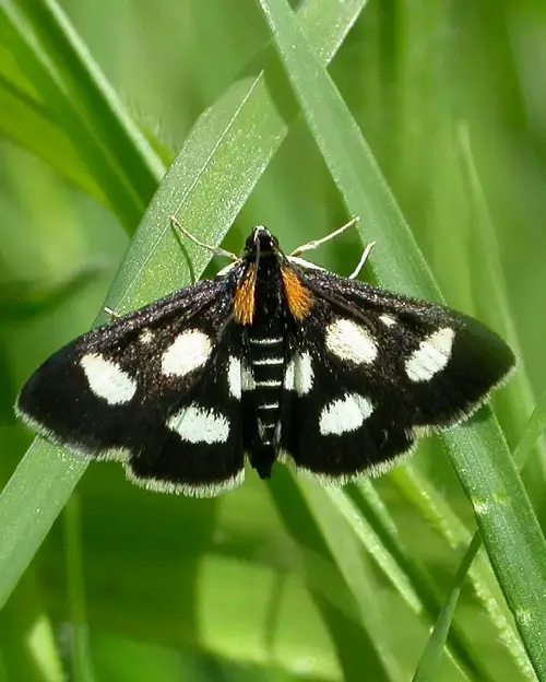 Magnificent Moths That Are Just as Gorgeous as Butterflies