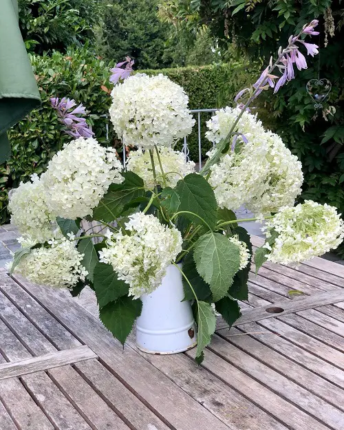 Annabelle Flowers Pictures
