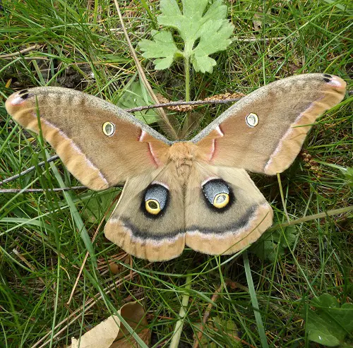 beautiful Adorable Moths That Equal Butterflies in Beauty

